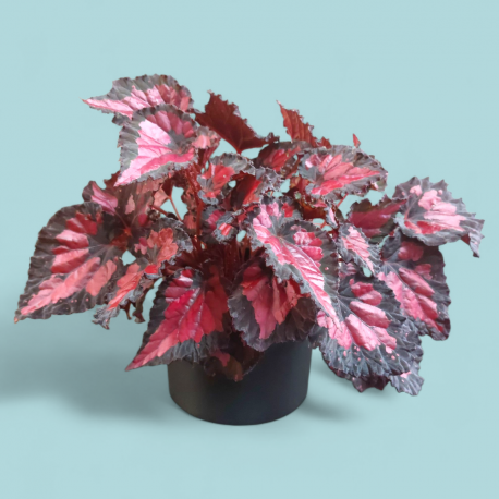 Plant Begonia